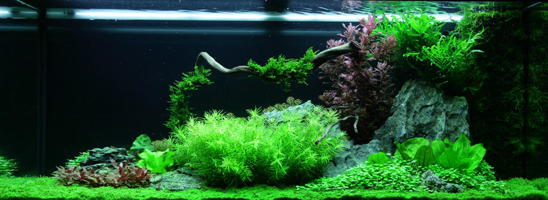 Layout 62 (240 L)