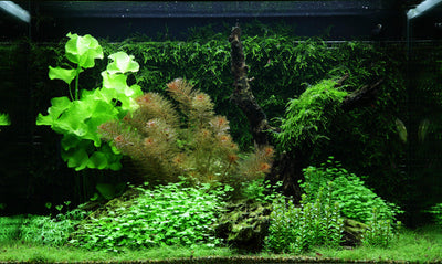 Layout 64 (100 L)