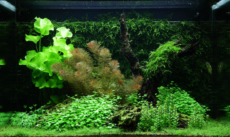 Layout 64 (100 L)