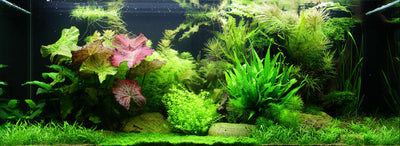 Layout 65 (300 L)
