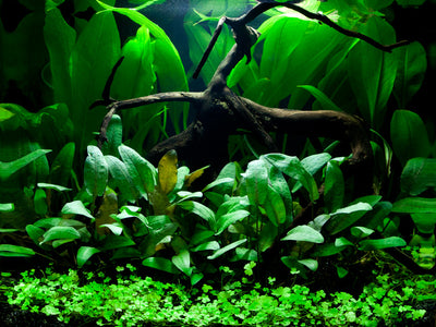 Layout 66 (48 L)