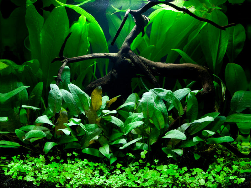 Layout 66 (48 L)
