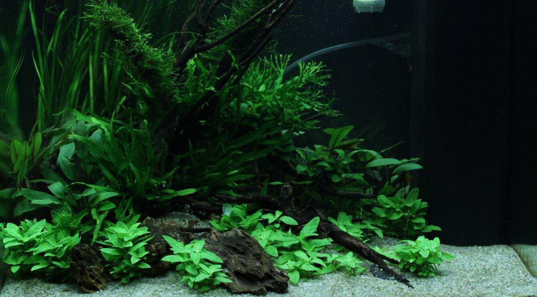 Layout 68 (120 L)