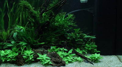 Layout 68 (120 L)