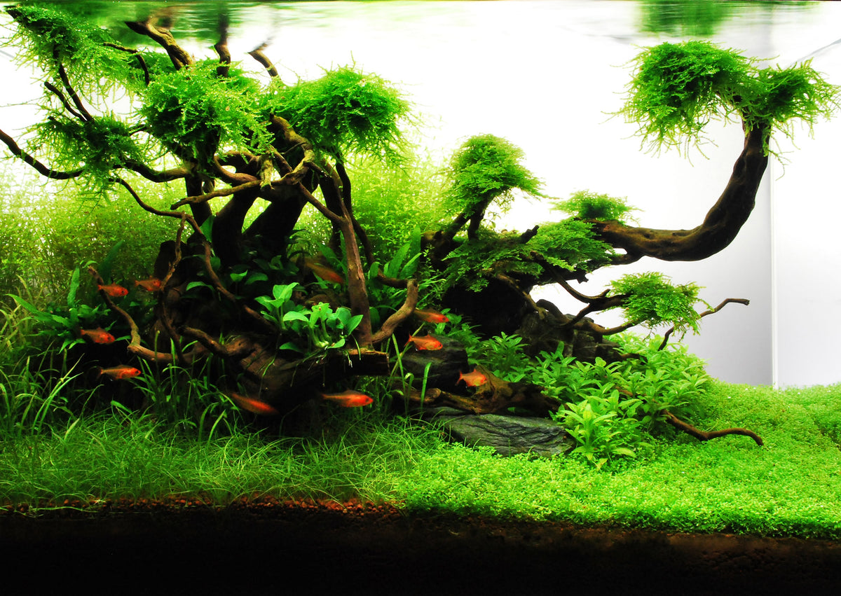 Layout 71 (60 L)