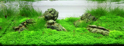 Layout 72 (54 L)