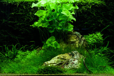 Layout 74 (100 L)