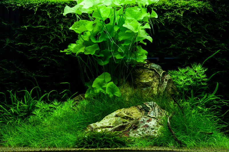 Layout 74 (100 L)