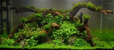 Layout 76 (182 L)