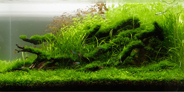 Layout 77 (80 L)