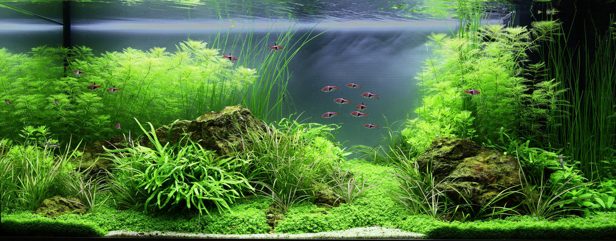Layout 79 (180 L)