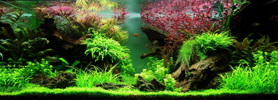 Layout 80 (180 L)