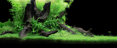 Layout 81 (180 L)