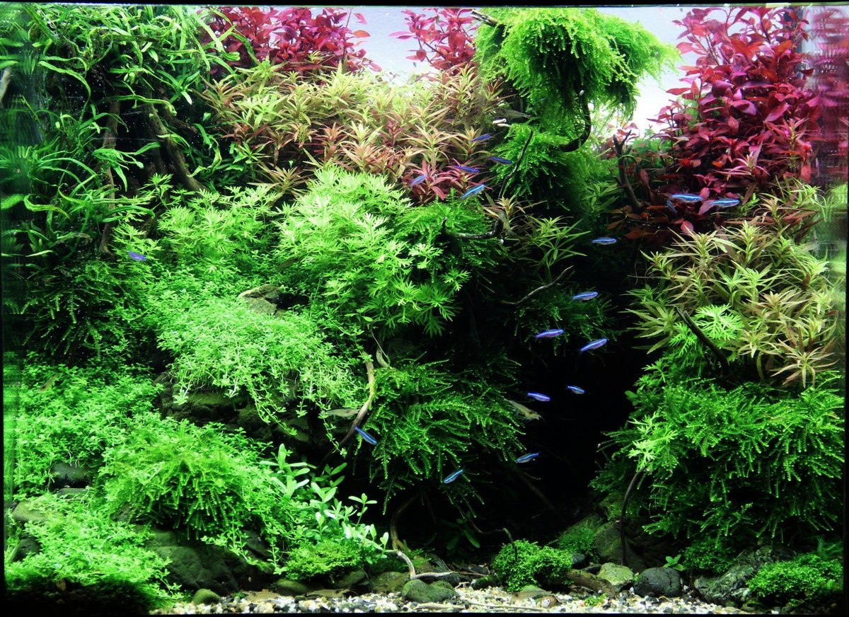 Layout 83 (100 L)