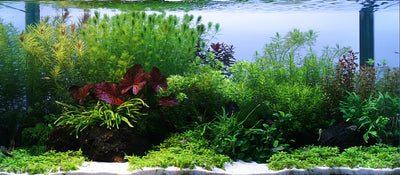 Layout 84 (250 L)