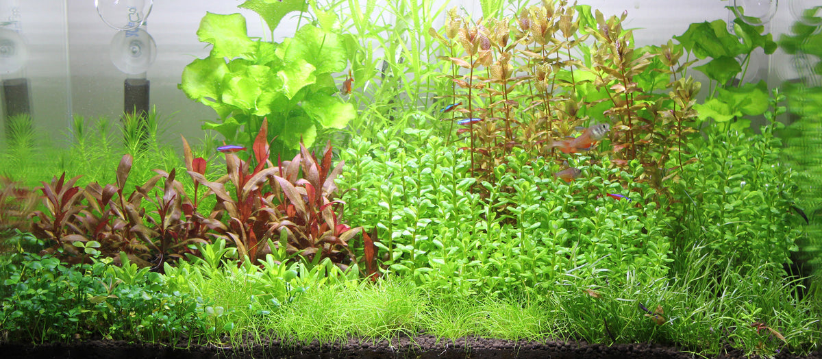 Layout 85 (83 L)