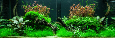 Layout 95 (300 L)