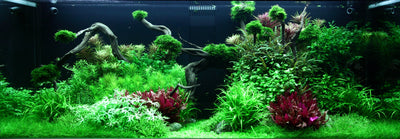 Layout 96 (300 L)