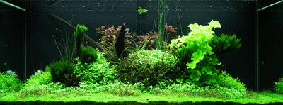 Layout 97 (300 L)