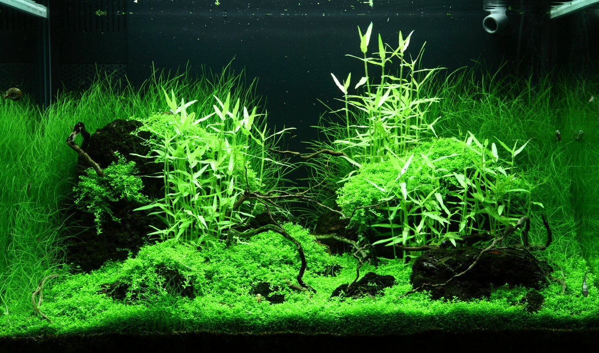 Layout 99 (100 L)