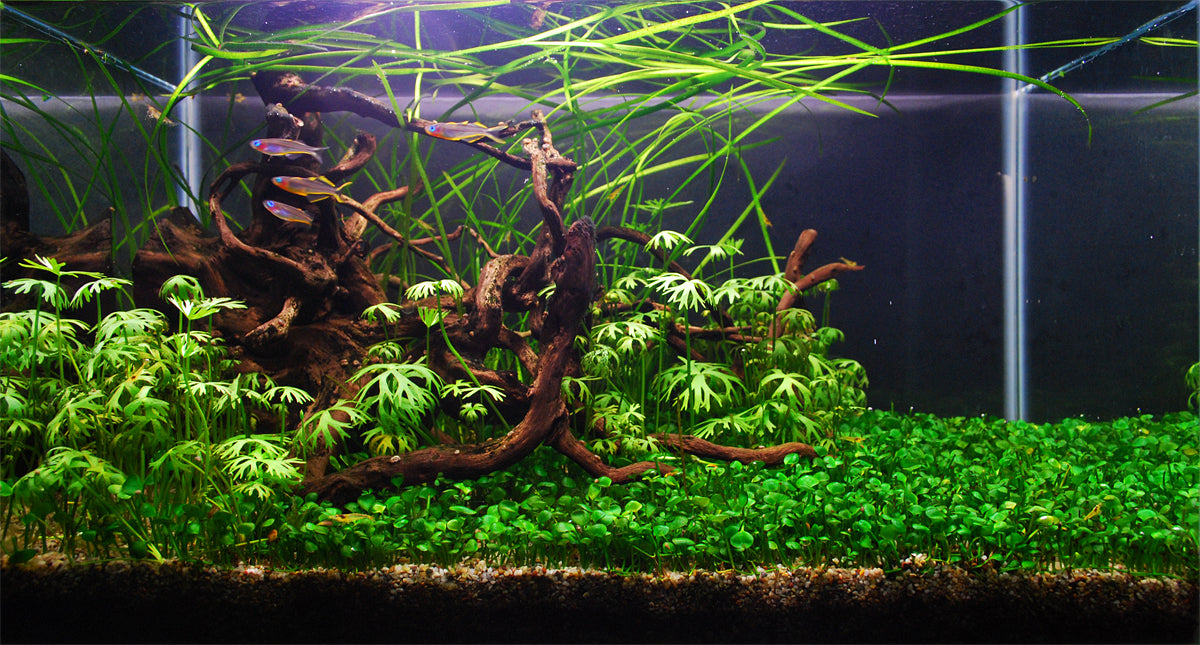 Layout 103 (28 L)
