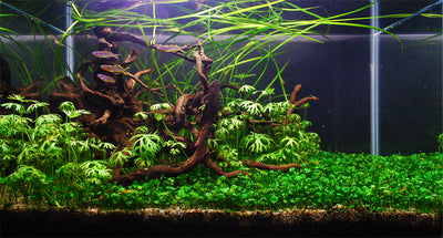 Layout 103 (28 L)