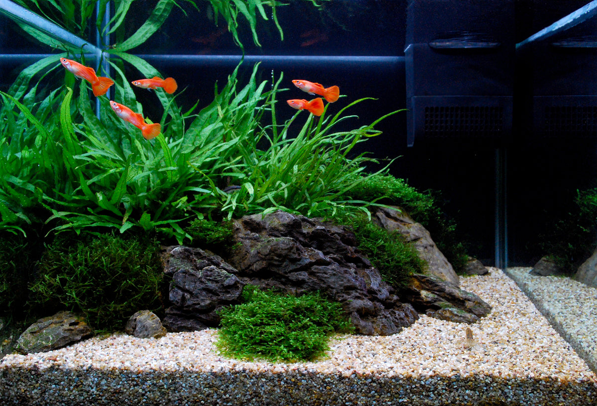 Layout 106 (57 L)