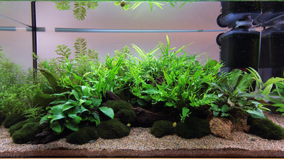 Layout 111 (54 L)