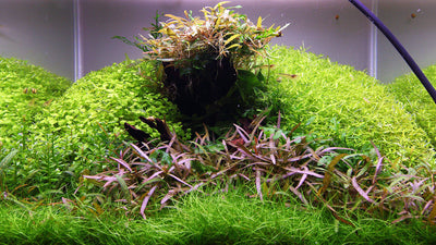 Layout 112 (55 L)