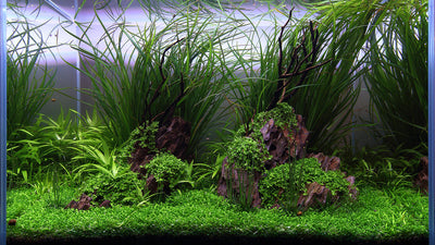 Layout 113 (75 L)