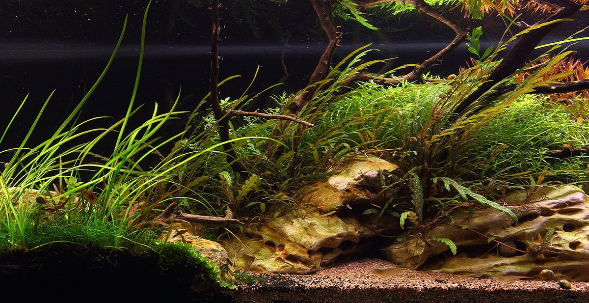 Layout 114 (270 L)