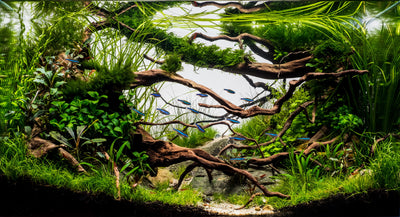Layout 117 (80 L)