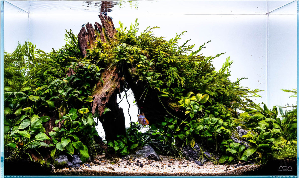 Layout 124 (54 L)