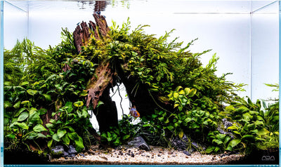 Layout 124 (54 L)