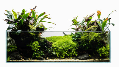 Layout 127 (54 L)