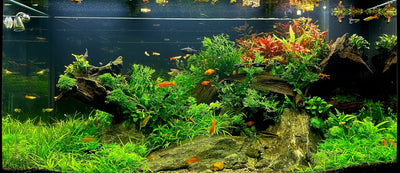 Layout 128 (350 L)