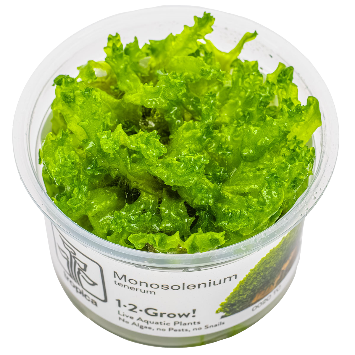 Monosolenium tenerum