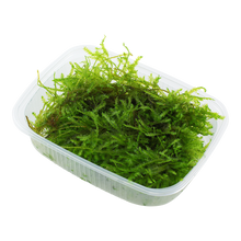 Vesicularia montagnei 'Christmas Moss'