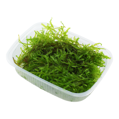 Vesicularia montagnei 'Christmas Moss'