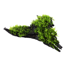 Vesicularia montagnei 'Christmas Moss'