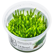 Vesicularia ferriei 'Weeping Moss'