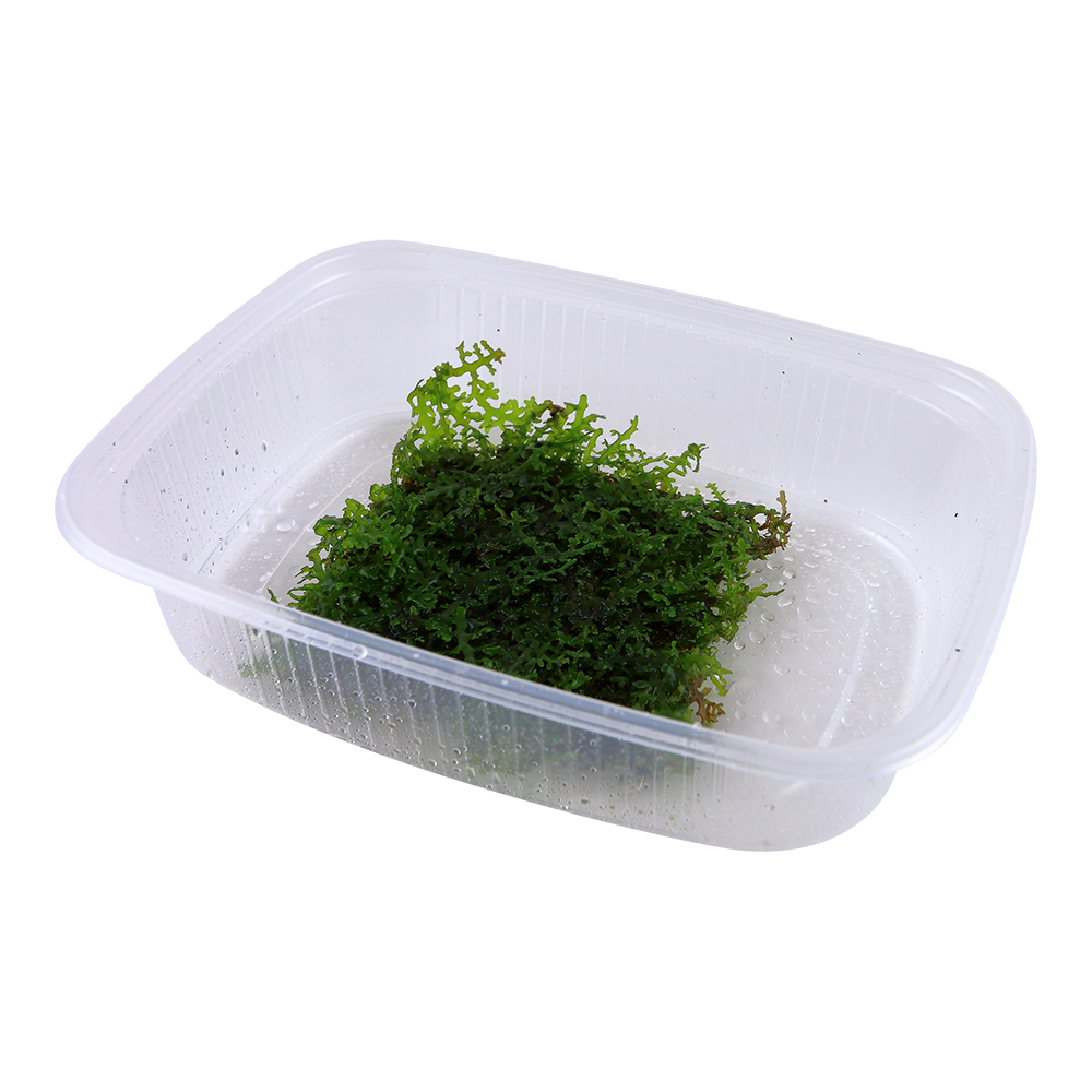 Riccardia chamedryfolia