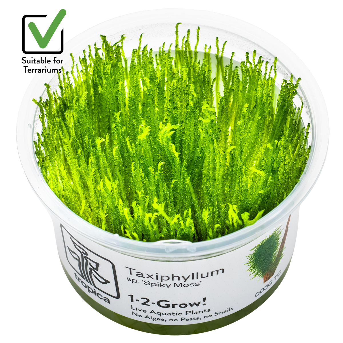 Taxiphyllum sp. 'Spiky Moss'