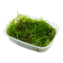 Taxiphyllum sp. 'Spiky Moss'