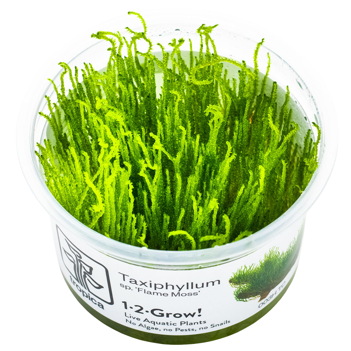 Taxiphyllum sp. 'Flame Moss'