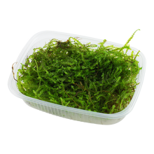 Taxiphyllum barbieri 'Bogor Moss'