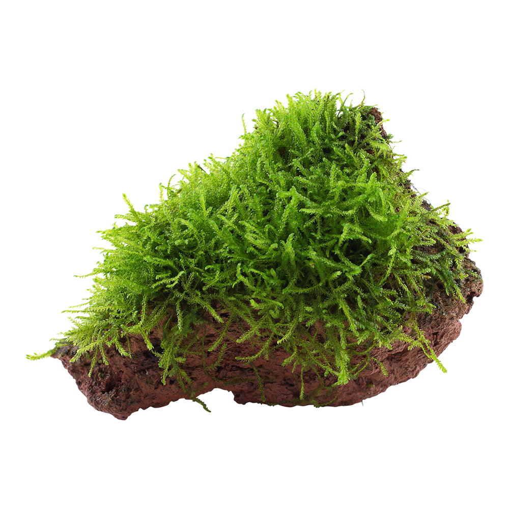Taxiphyllum barbieri 'Bogor Moss'