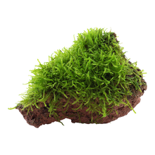 Taxiphyllum barbieri 'Bogor Moss'