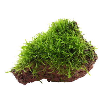 Taxiphyllum barbieri 'Bogor Moss'