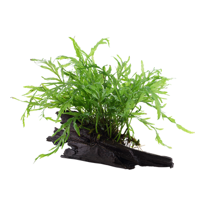Bolbitis heudelotii